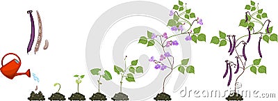 Life cycle of bean plant. Growth stages from seeding to flowering and fruiting plant Vector Illustration